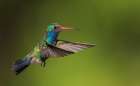 Broad-billed hummingbird Art Print